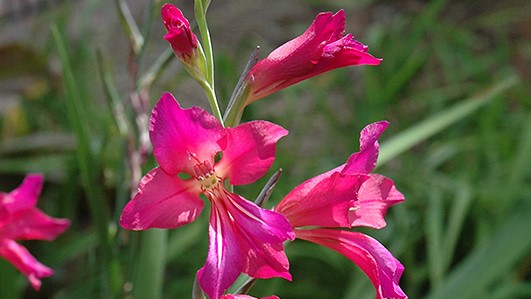 Gladiolas