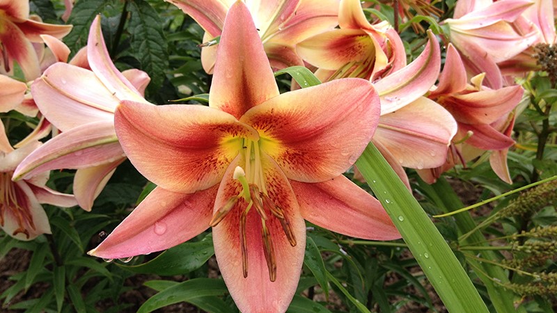 Lilies