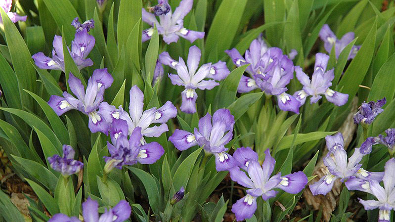 Other Flowering Bulbs