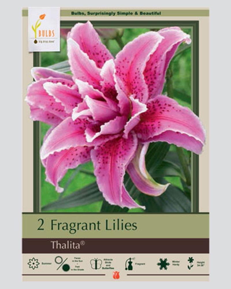 Lily Pkg Of 2 Oriental  Double Thalita