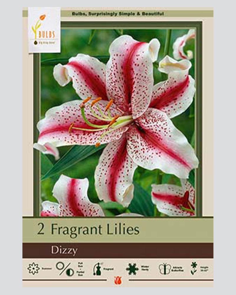 Lily Pkg Of 2 Oriental  Dizzy