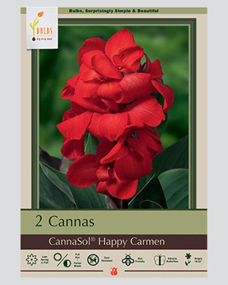 Canna Lily Happy Carmen