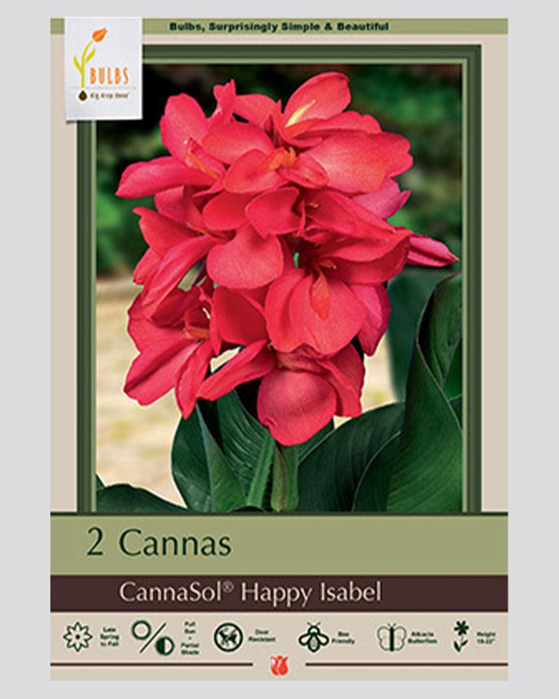 Canna Lily Pkg Of 2 Happy Isabel