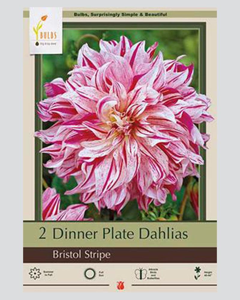 Dahlia Pkg Of 2 Dinnerplate Bristol Stripe