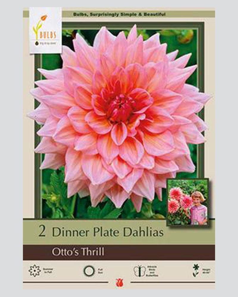 Dahlia Pkg Of 2 Dinnerplate Otto's Thrill