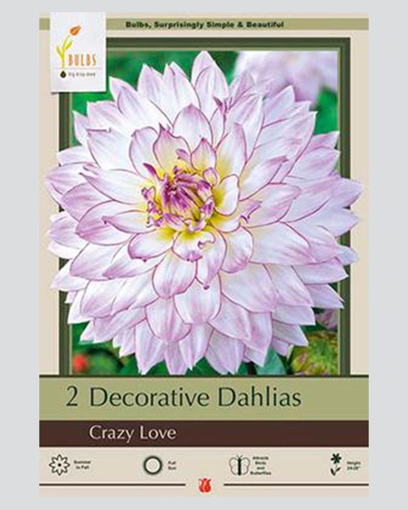 Dahlia Pkg Of 2 Crazy Love