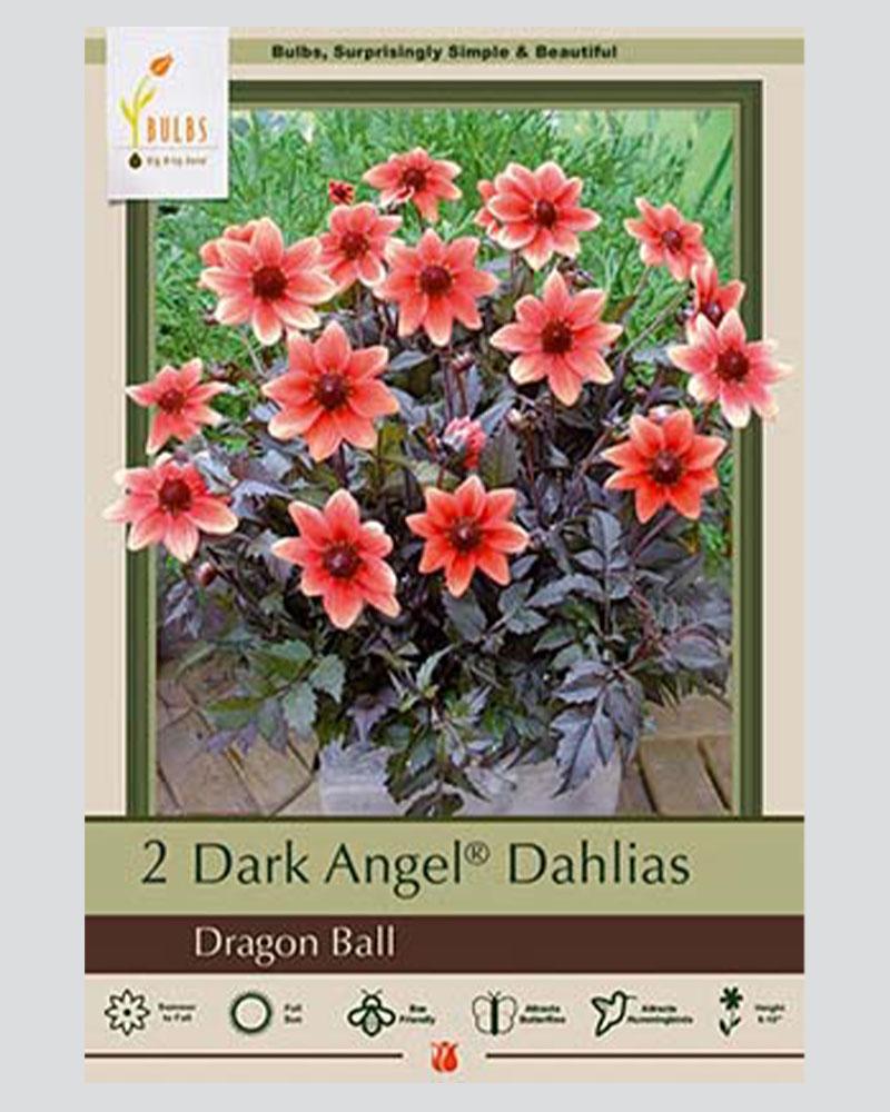 Dahlia Pkg Of 2 Dragon Ball Dark Angel