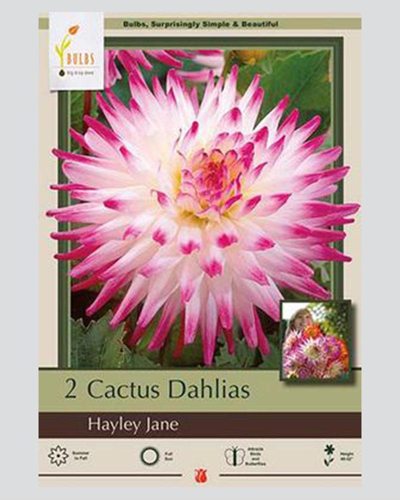 Dahlia Pkg Of 2 Cactus Hayley Jane