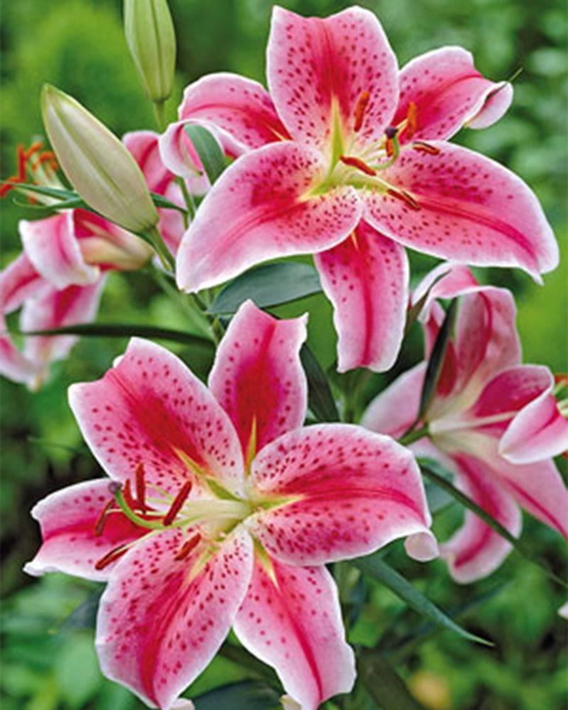 Lily Oriental Pkg Of 2 Stargazer