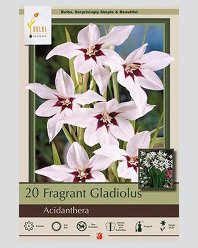 Gladiolus Pkg Of 20 Fragrant