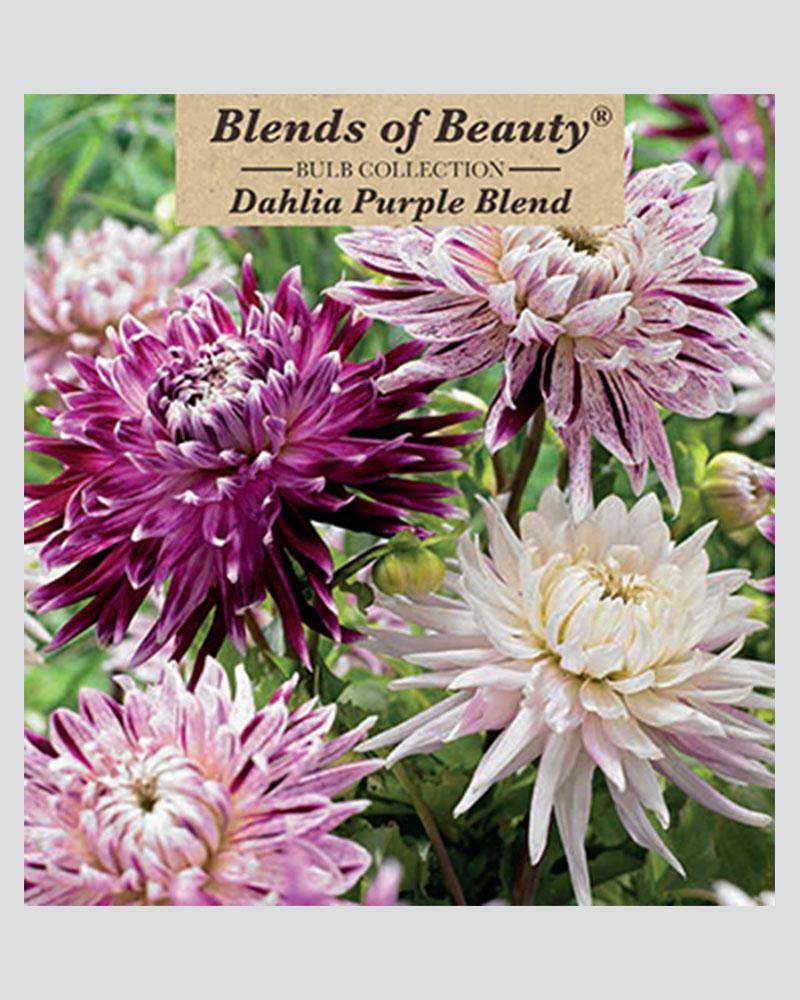 Dahlia Pkg Of 3 Purple Blend