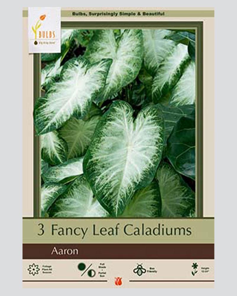 Caladium Pkg of 3 Aaron