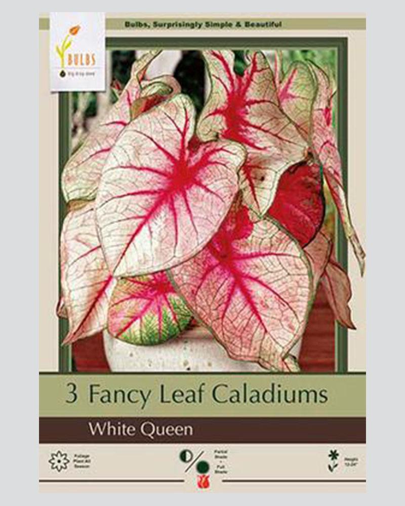 Caladium Pkg of 3 Fancy Leaf White Queen