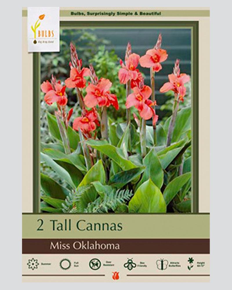 Canna Lily Pkg of 2 Miss Oklahoma