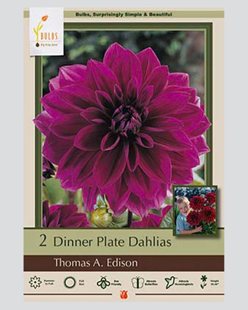 Dahlia Dinnerplate Pkg Of 2 Thomas A Edison