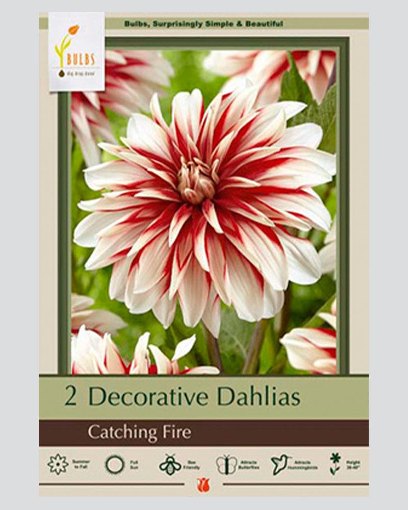 Dahlia Pkg Of 2 Catching Fire