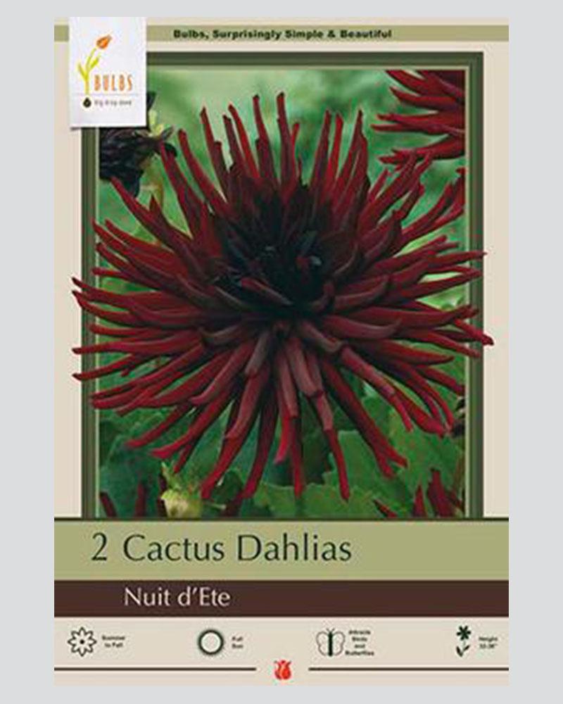 Dahlia Pkg Of 2 Nuit D'ete