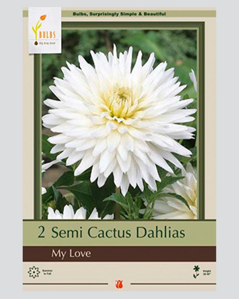 Dahlia Pkg Of 2 My Love