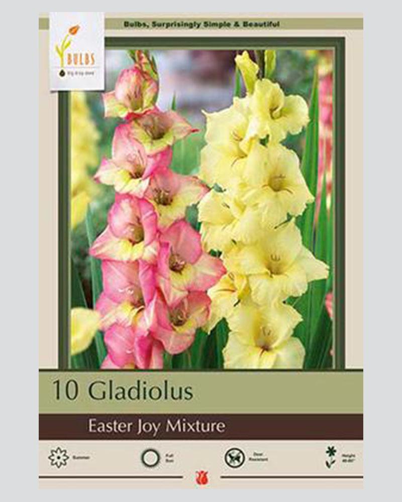 Gladiolus Pkg Of 10 Easter Joy