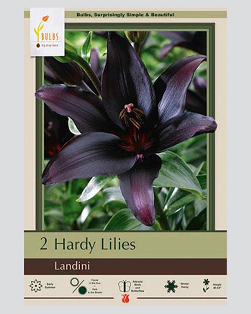 Lily Asiatic Pkg Of 2 Landini