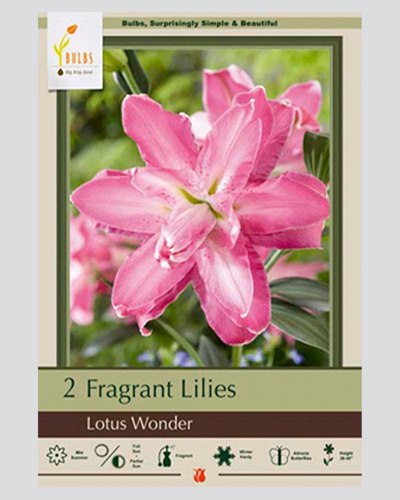 Lily pkg of 2 bulbs Oriental Lotus Wonder