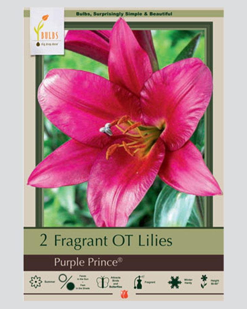 Lily Oriental  Trumpet Purple Prince