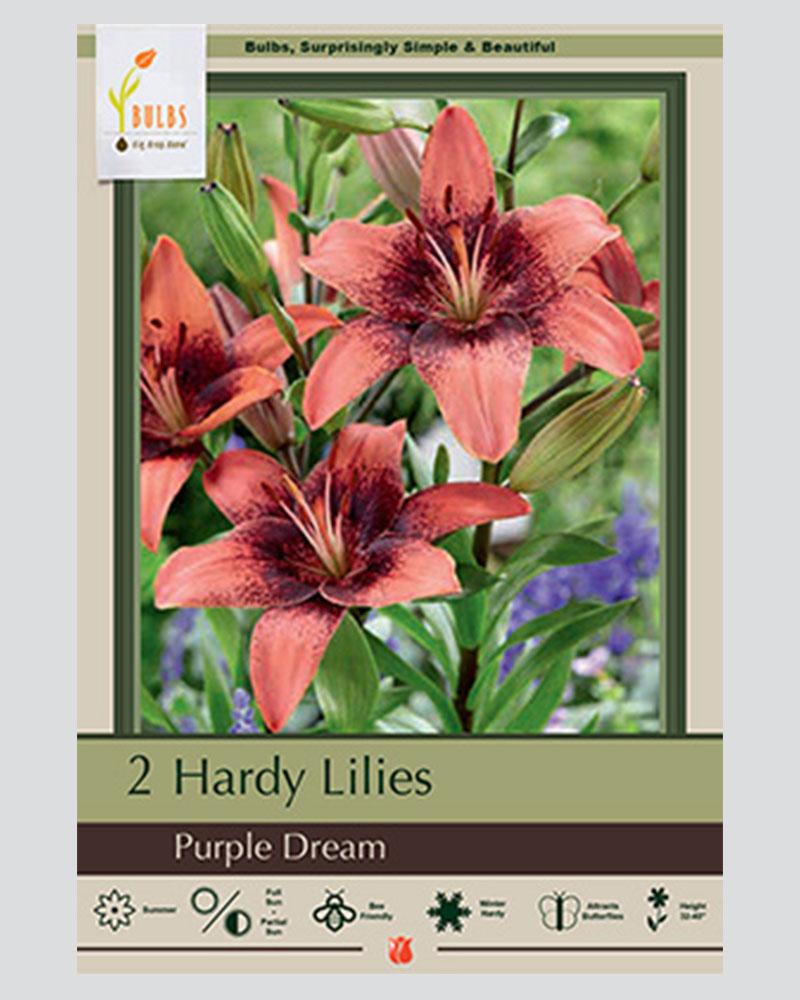 Lily Pkg of 2 Asiatic Purple Dream