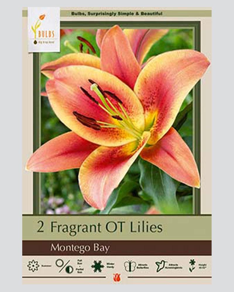 Lily Pkg of 2 Oriental Trumpet Montego Bay