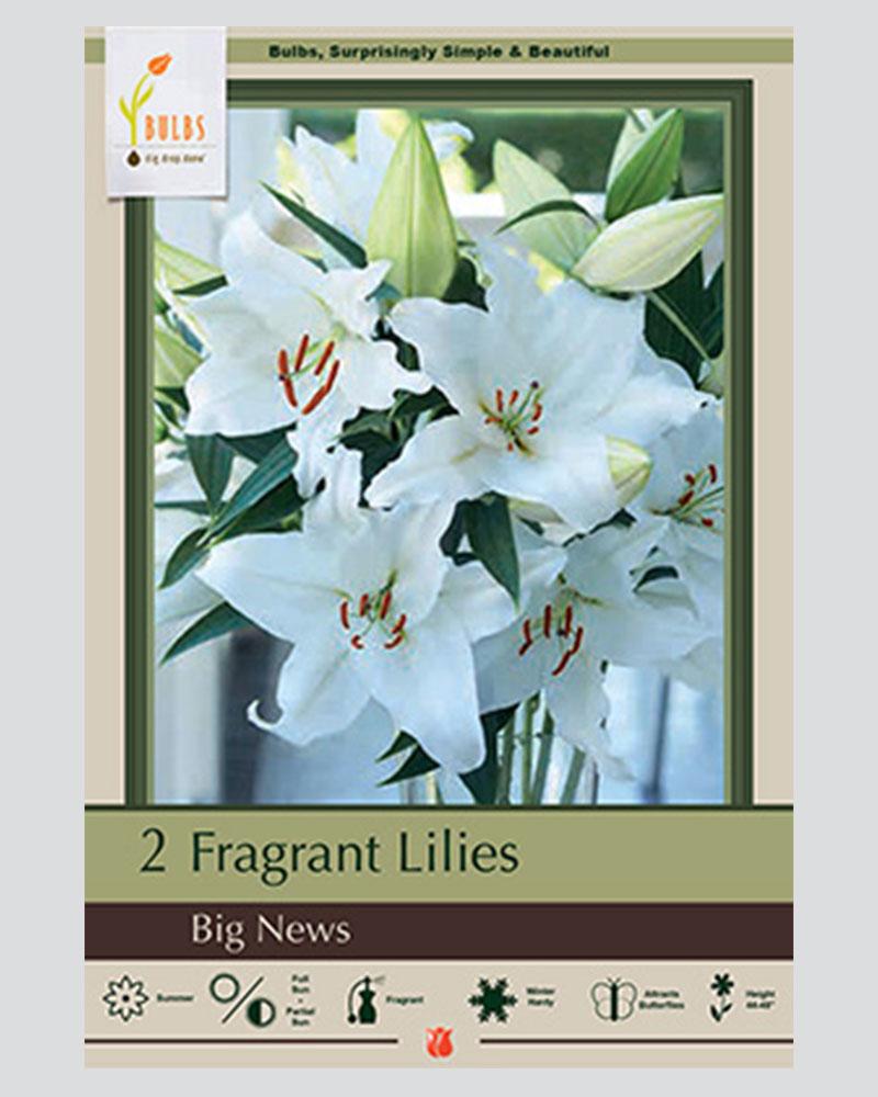 Lilium Or Big News