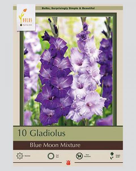 Gladiolus Pkg Of 10 Blue Moon Mixture