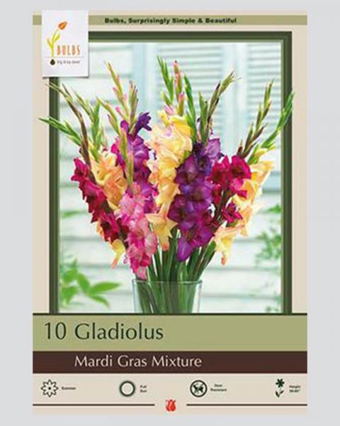 Gladiolus Pkg Of 10 Mardi Gras Mixture