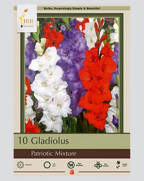 Gladiolus Pkg Of 10 Patriotic Mixture