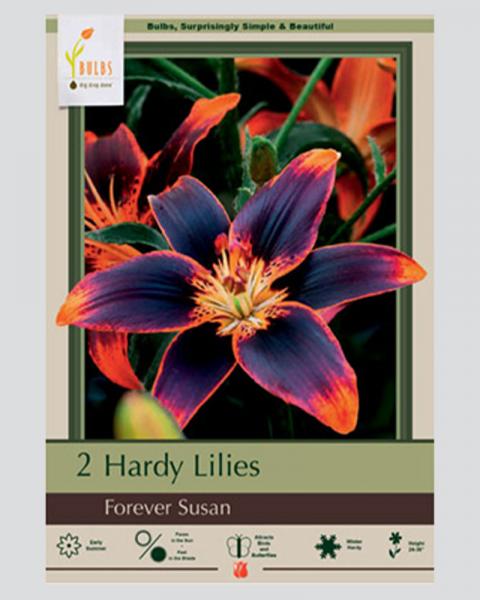 Lily Asiatic Pkg Of 2 Forever Susan