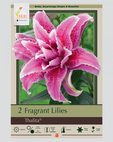 Lily Oriental Pkg Of 2 Double Thalita