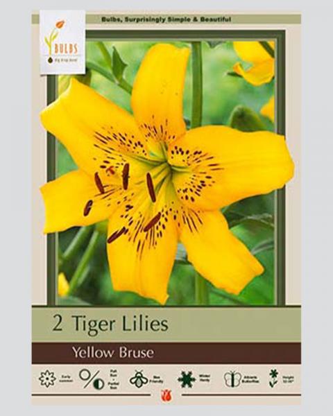 Lily Tiger Pkg Of 2 Yellow Bruse