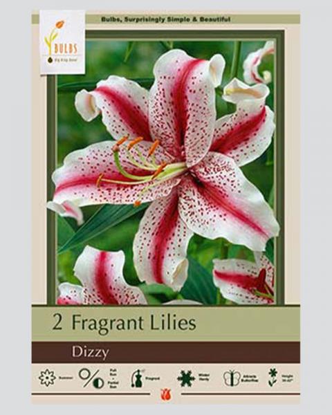 Lily Oriental Pkg Of 2 Dizzy