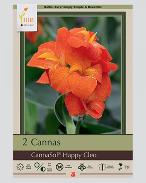 Canna Lily Happy Cleo