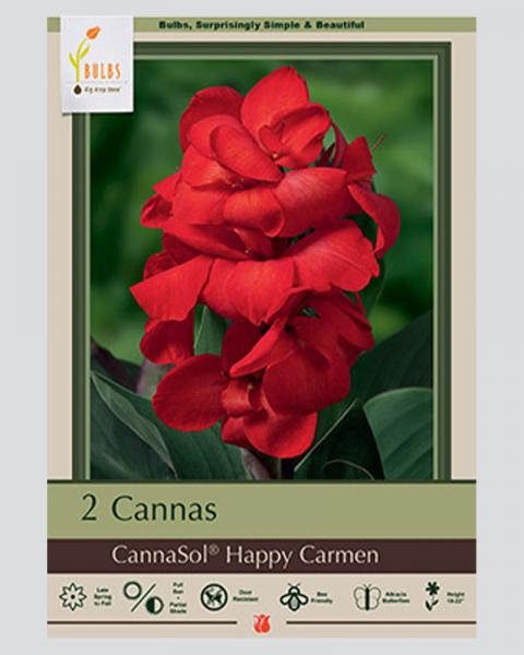 Canna Lily Happy Carmen