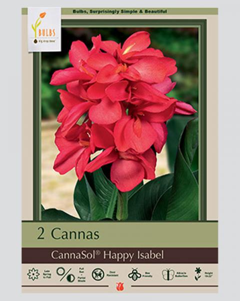 Canna Lily Pkg Of 2 Happy Isabel