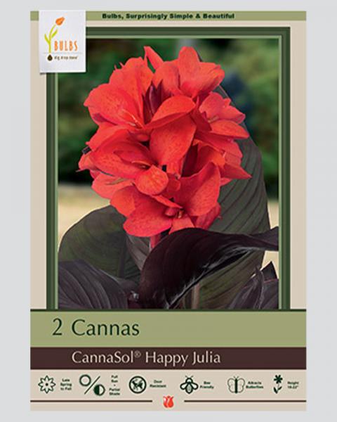 Canna Lily Pkg Of 2 Happy Julia