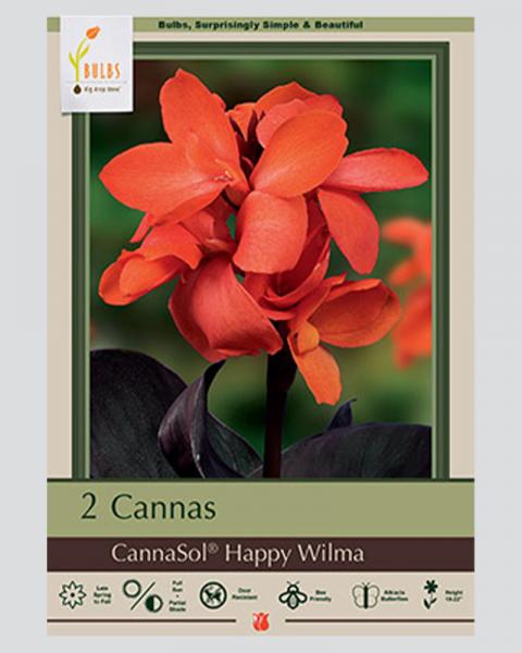 Canna Lily Pkg Of 2 Happy Wilma