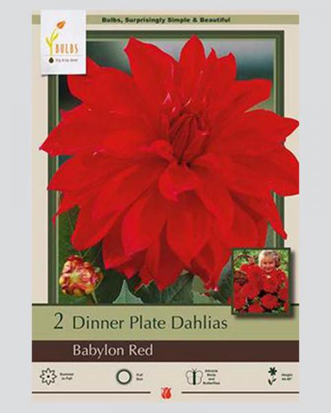 Dahlia Pkg Of 2 Dinnerplate Babylon Red