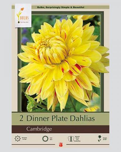 Dahlia Pkg Of 2 Dinnerplate Cambridge
