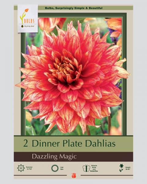 Dahlia Pkg Of 2 Dinnerplate Dazzling Magic