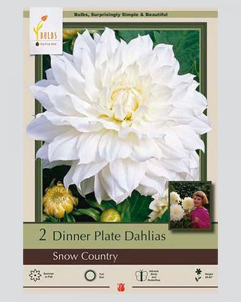 Dahlia Pkg Of 2 Dinnerplate Snow Country