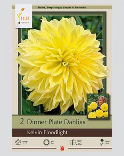 Dahlia Pkg Of 2 Dinnerplate Kelvin Floodlight