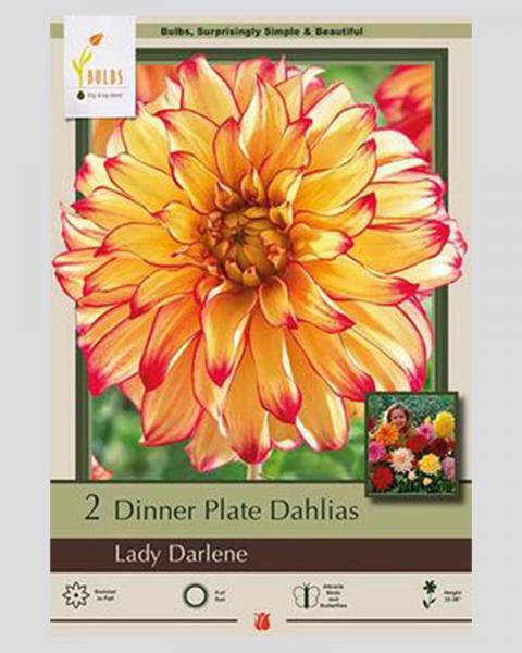 Dahlia Pkg Of 2 Dinnerplate Lady Darlene