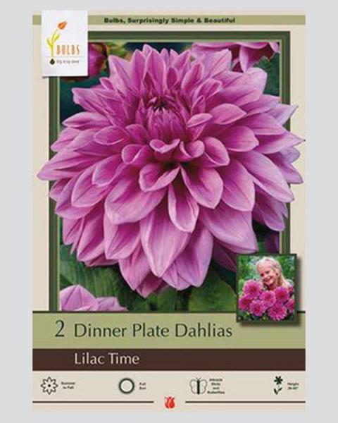 Dahlia Pkg Of 2 Dinnerplate Lilac Time