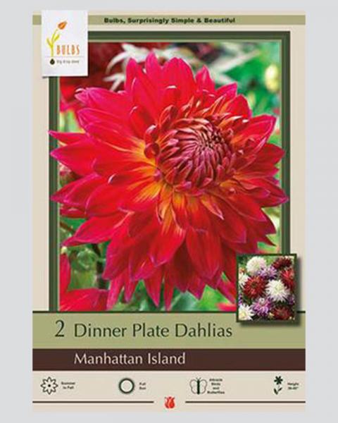 Dahlia Pkg Of 2 Dinnerplate Manhattan Island