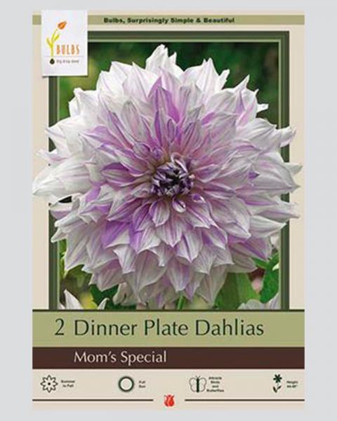 Dahlia Pkg Of 2 Dinnerplate Mom's Special